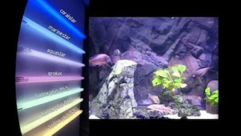 F36W/174 AQUASTAR G13 Т8 | 10000K d26x1200mm Пресноводный + Морской аквариум | - Лампа люминесцентная для аквариума SYLVANIA